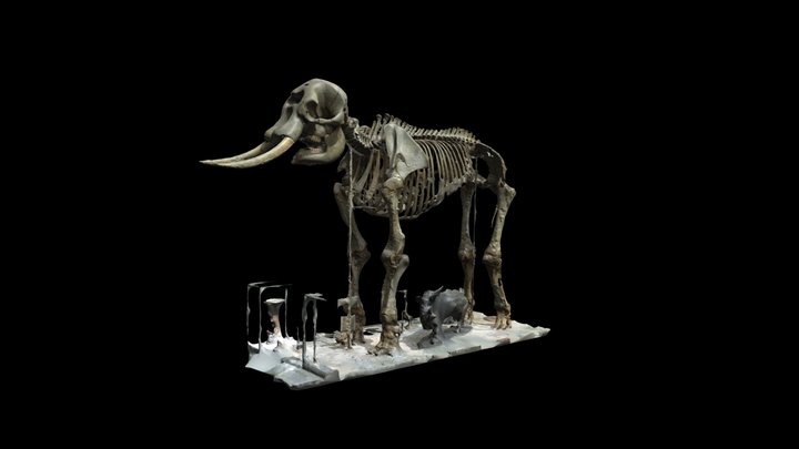 African Elephant Skeleton 3D Model