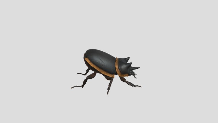 Black Ox Beetle 3D Model