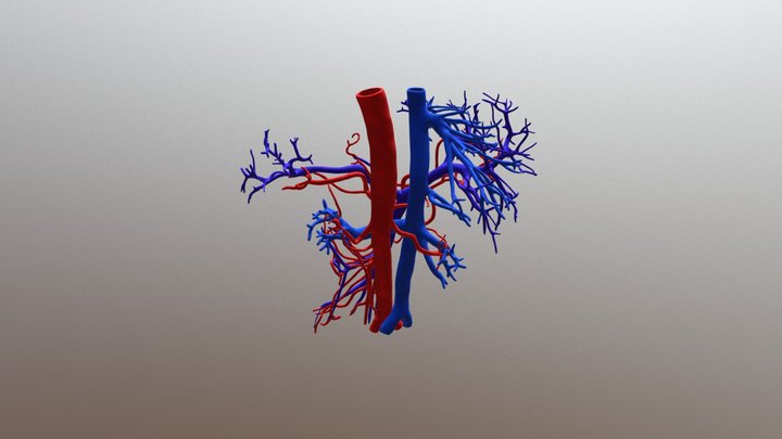 Vascular Anatomy of  Abdominal Cavity 3D Model