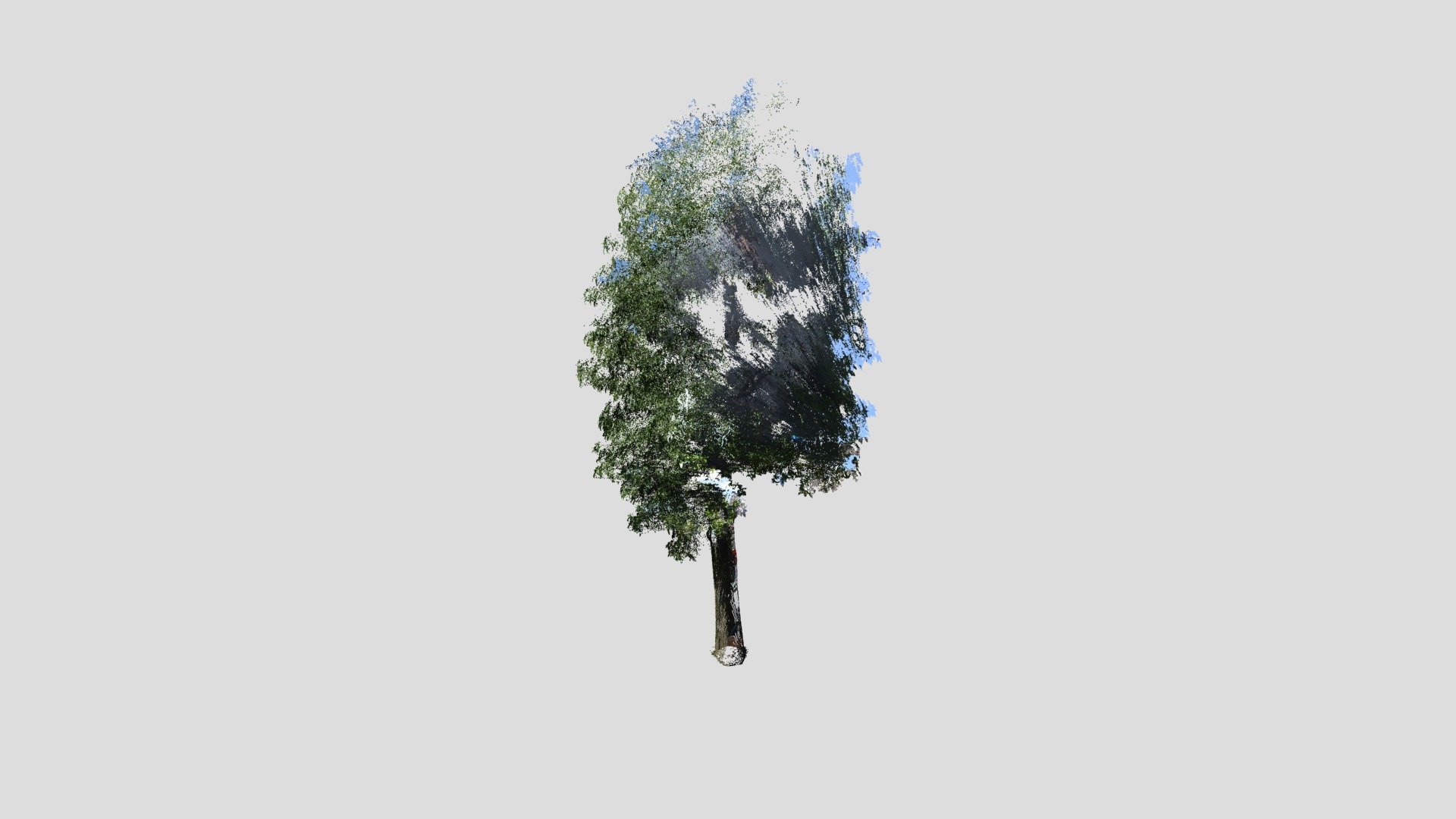 tree21 Liquidambar formosana - 3D model by Nodai_Kunii_Lab ...