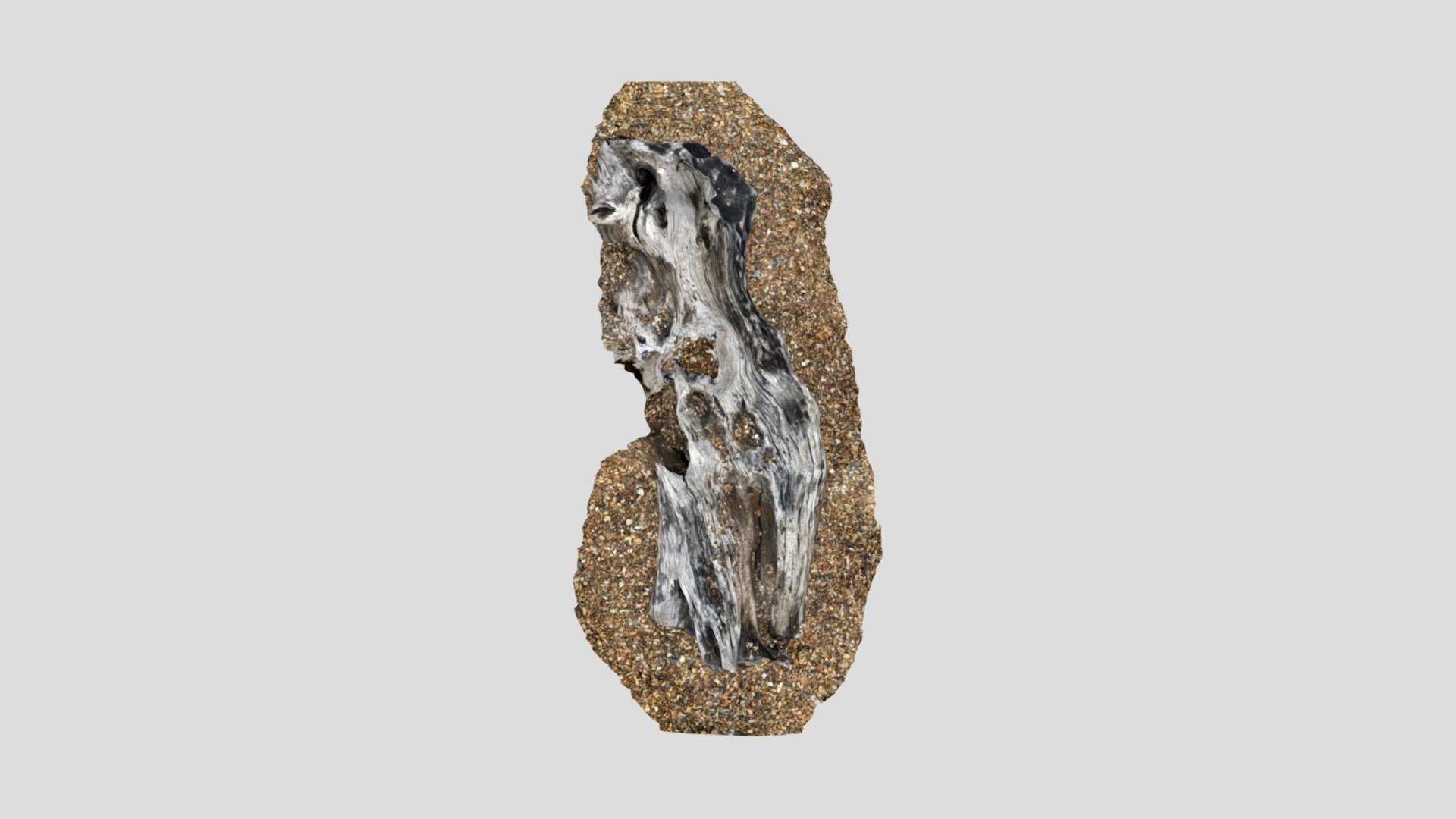 wood trunk