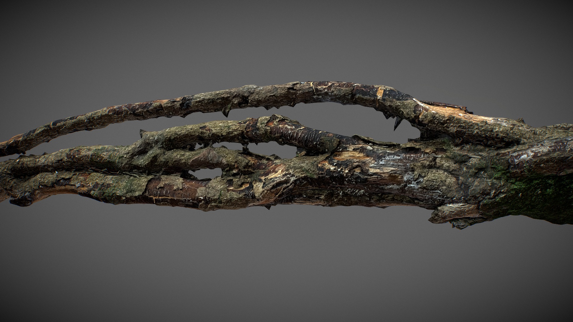 3D model Tree Root 01 - This is a 3D model of the Tree Root 01. The 3D model is about a tree branch with many branches.