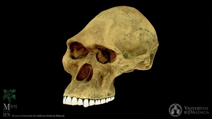 Australopithecus africanus skull (recreation)