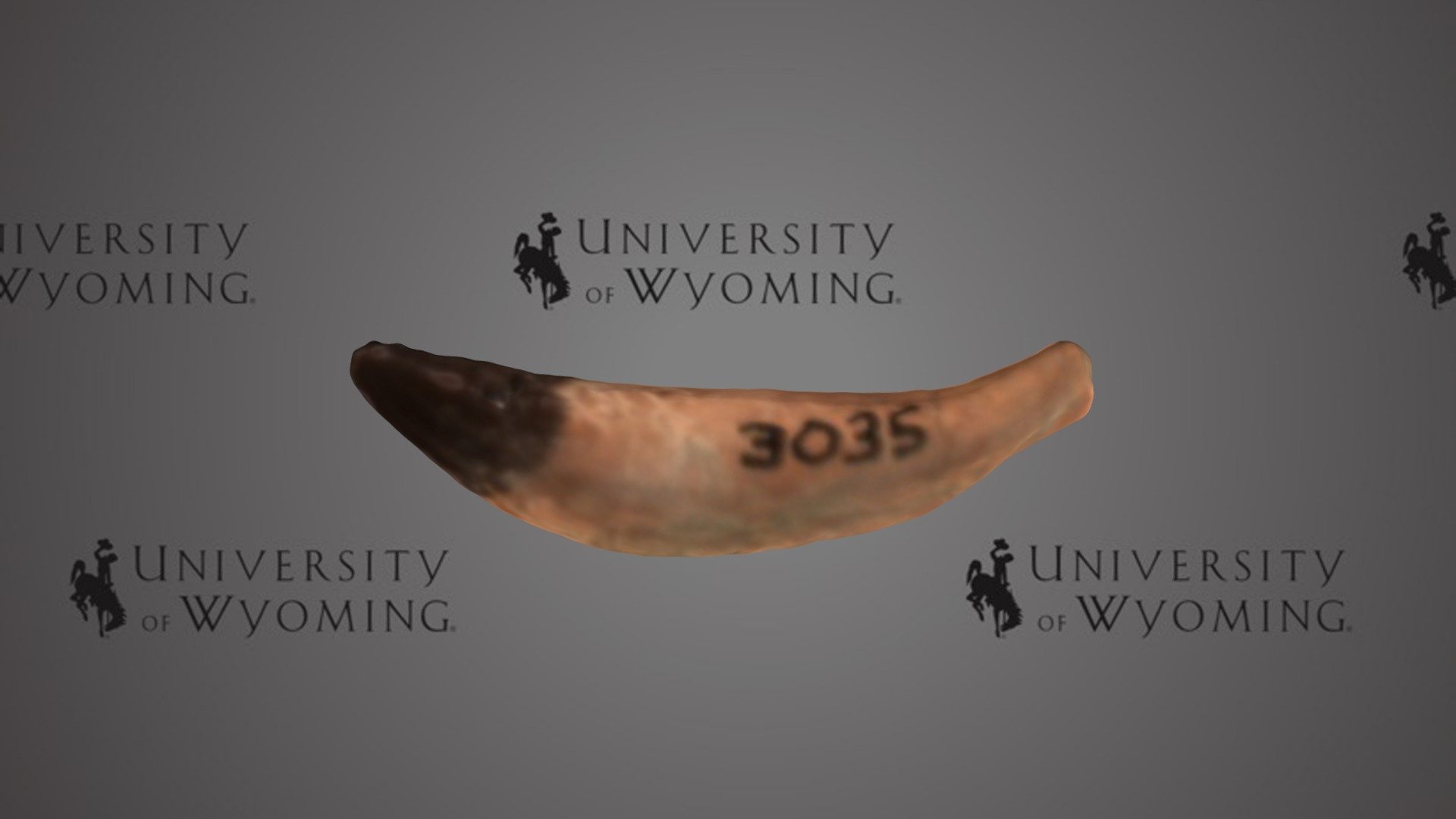 UW 3035, D - Hyrachyus sp., Tooth