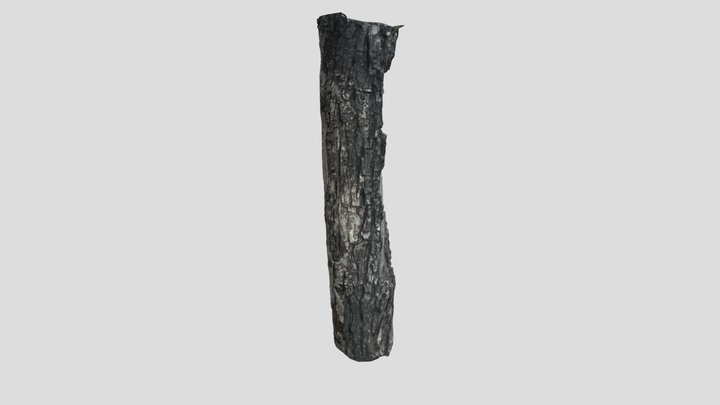 Tree Bark - Section - LA 3D Model