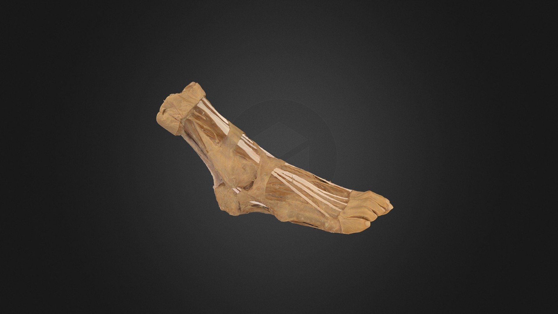 Plastinated Ankle and Foot (colour-coded) — Sketchfab embed 3D viewer