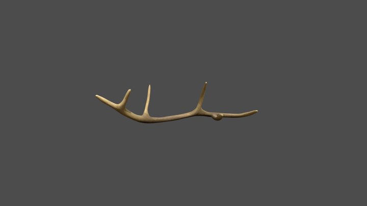 Deer Antler 3D Model