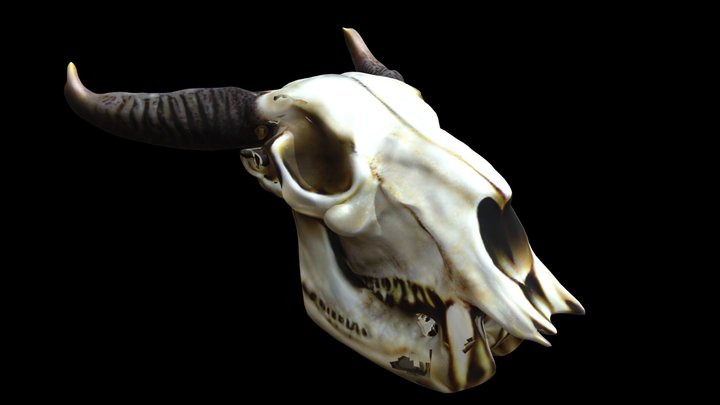 Skull of a Gazelle 3D Model