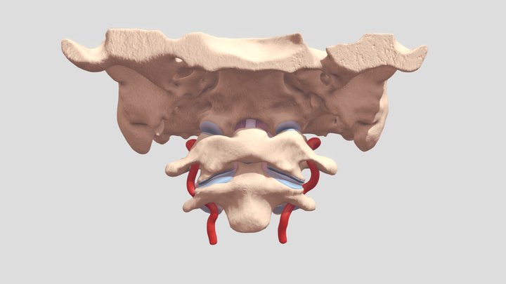 Altantoaxial Joint 3D Model