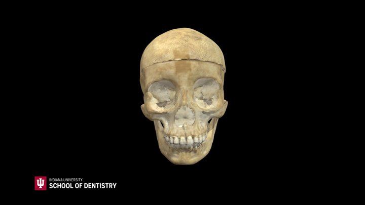 Skull 25 3D Model