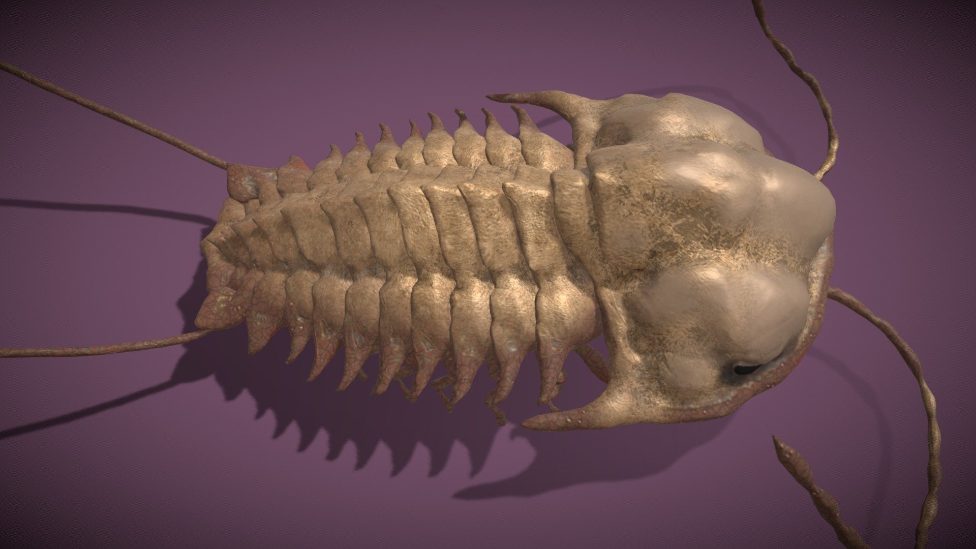 Trilobite Buy Royalty Free 3d Model By Haibo Haibo545001 7752a02