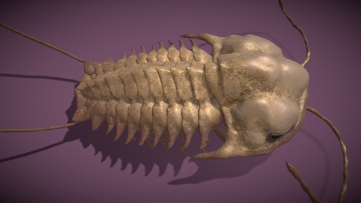 Cambrian trilobite 3D Model