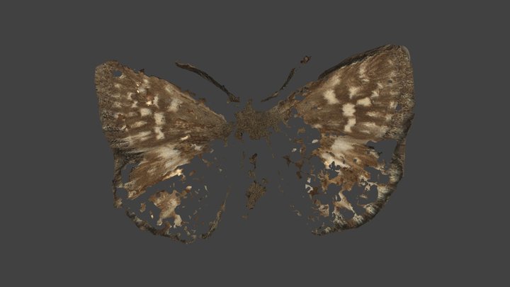 Pyrgys Malvae – Modello 3D gratuito STL
