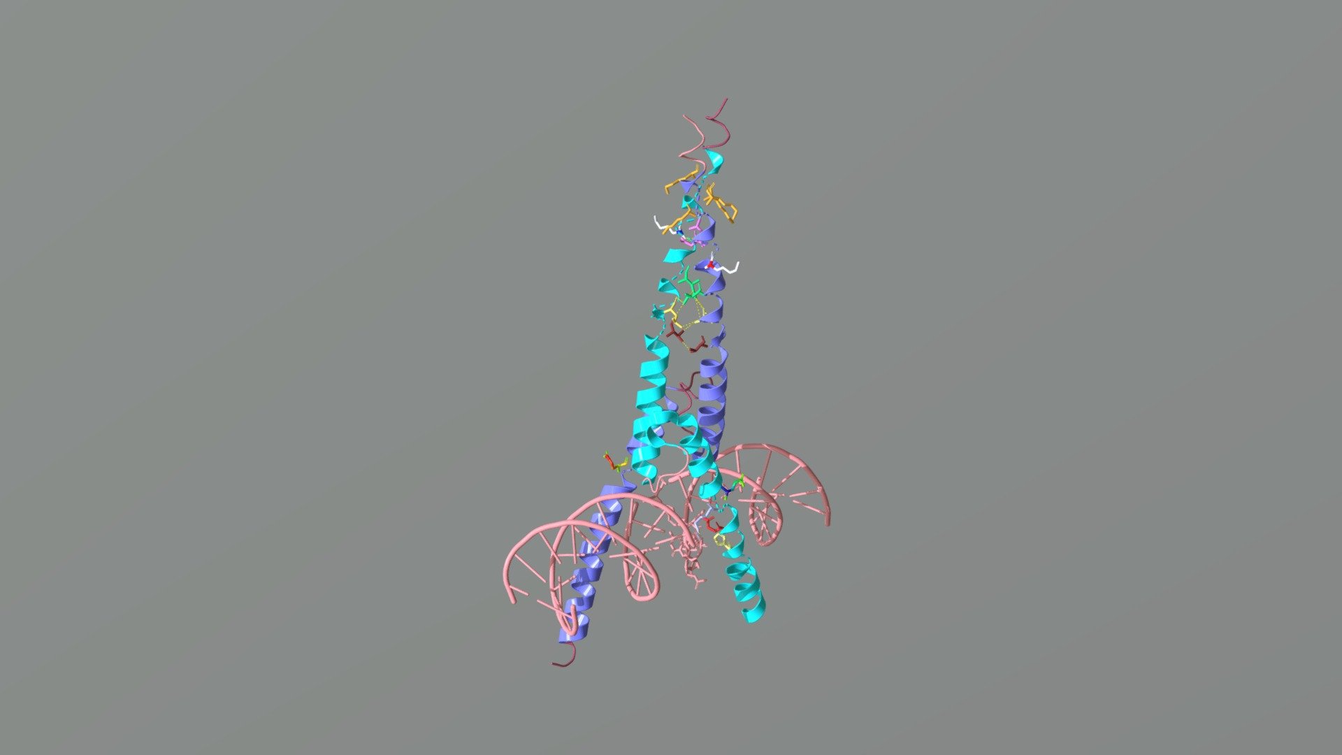 OmoMYC (Helix-loop-helix homodimer) + DNA - 3D model by ...