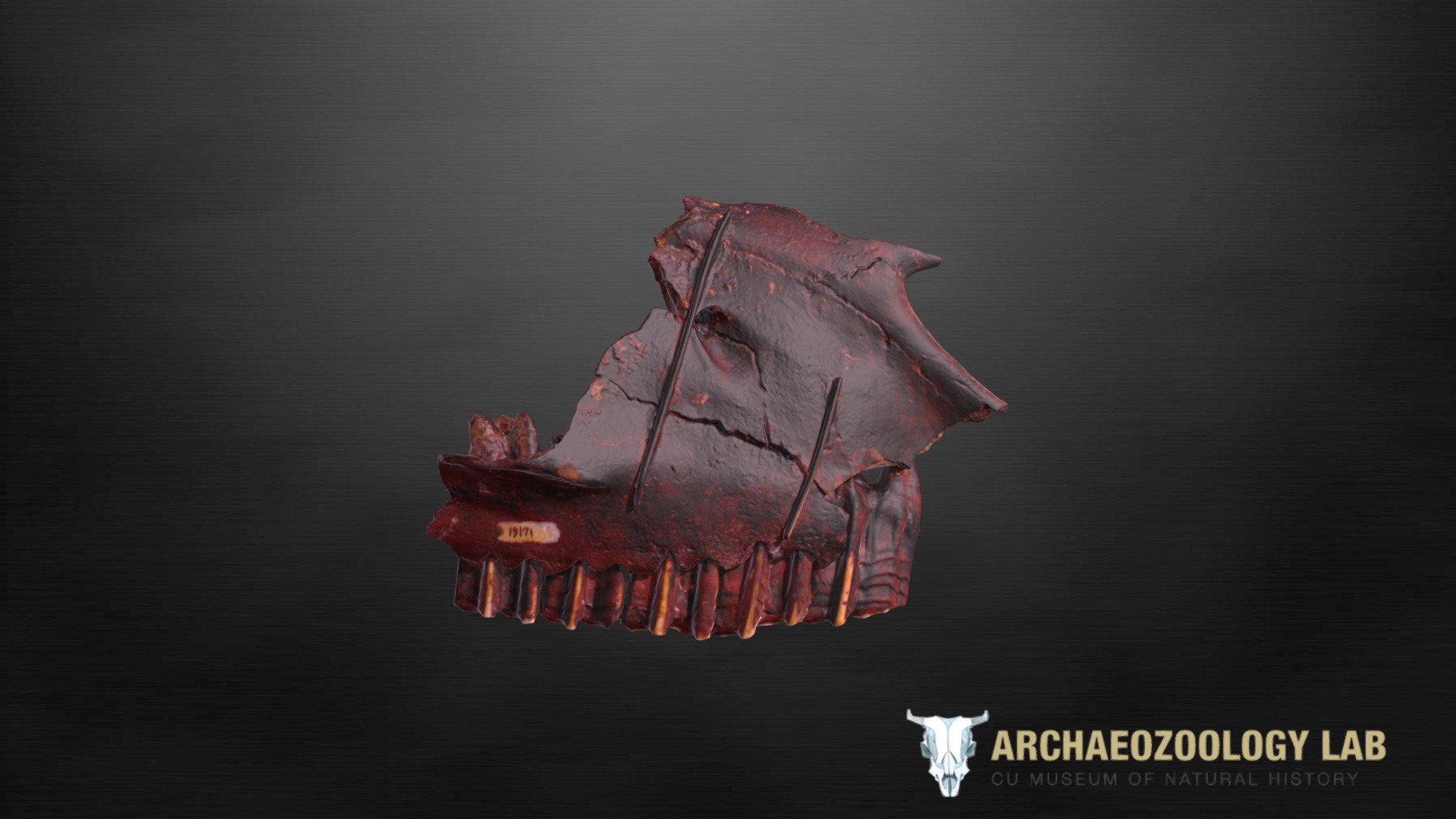 Fragmento del cráneo de caballo pleistoceno — Sketchfab embed 3D viewer