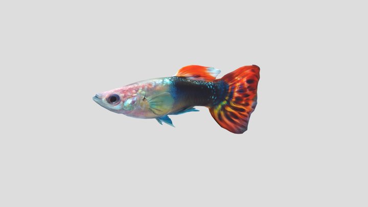 Dragon Head Guppy Male – Modello 3D gratuito STL