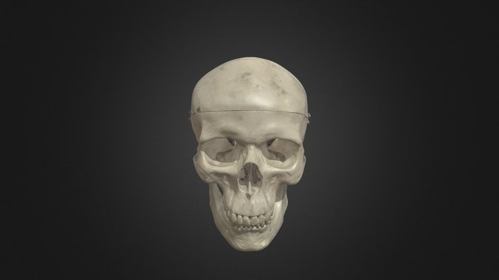 Human Skeleton Exercise 3 3D Model