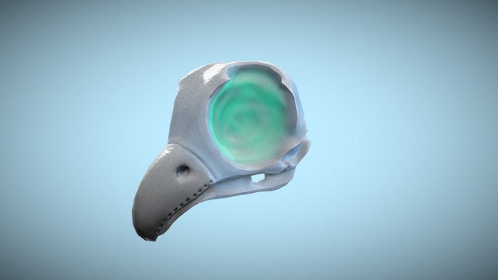 Howl icy skull 3D Model