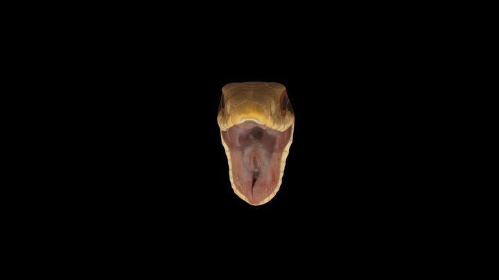 CC0 シマヘビ 🐍 Striped Snake, Elaphe quadrivirgata – Modello 3D gratuito STL