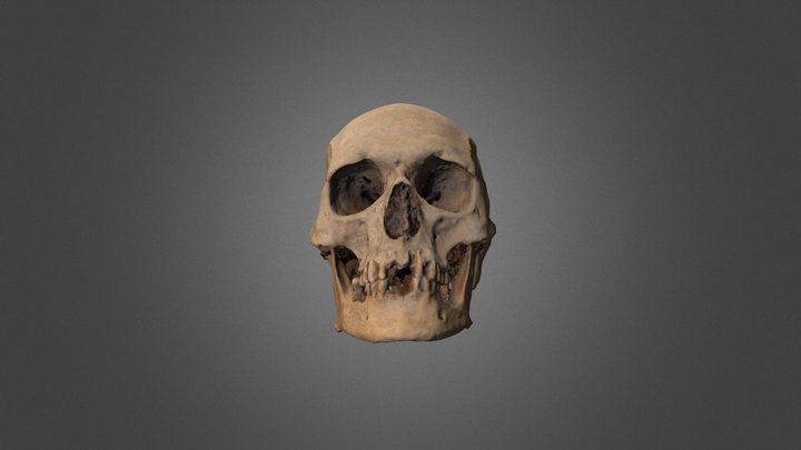 Cranio dell'Alto Medioevo 3D Model