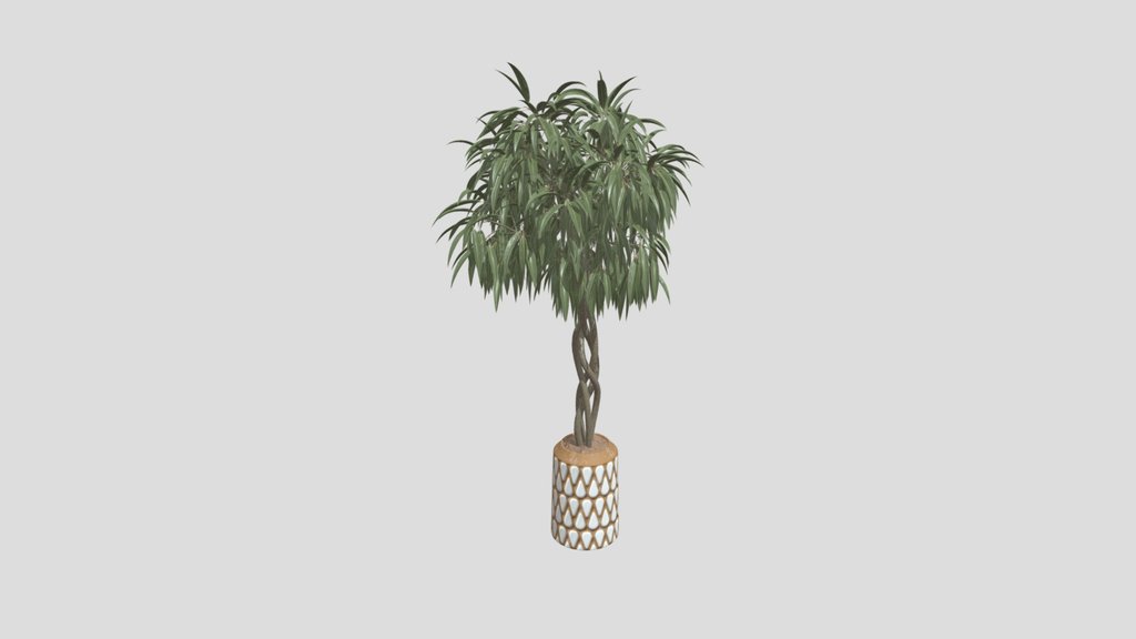 Huge Ficus Binnendijkii Indoor Plant 2