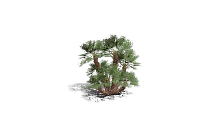 Realistic HD Mediterranean fan palm (25/30) 3D Model