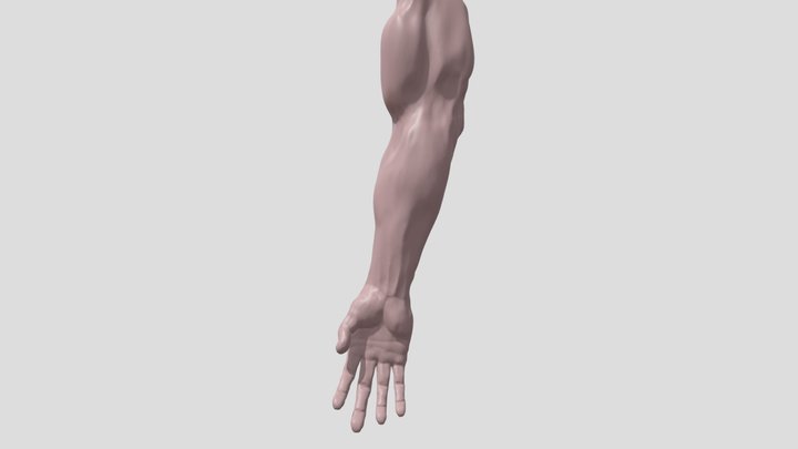Arm High Poly 3D Model