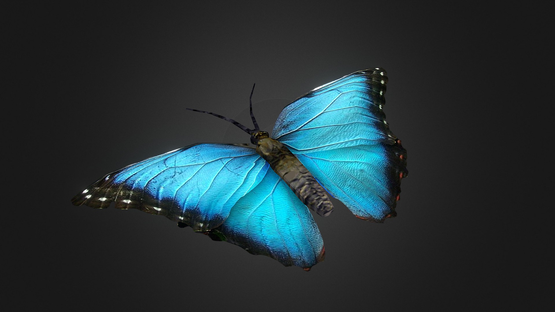 3D model Butterfly - This is a 3D model of the Butterfly. The 3D model is about a blue and white butterfly.