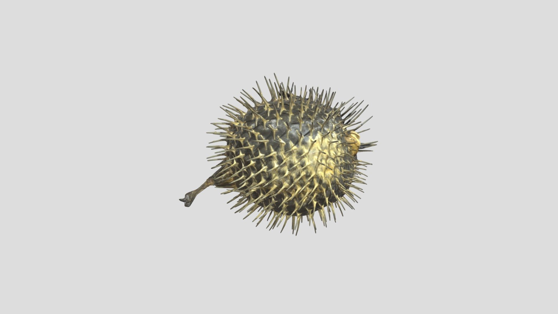 puffer-fish-obj - 3D model by MakarovDs [77766fb] - Sketchfab