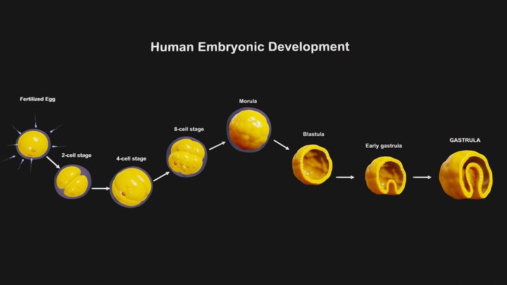 Human Embryonic Development 3D Model