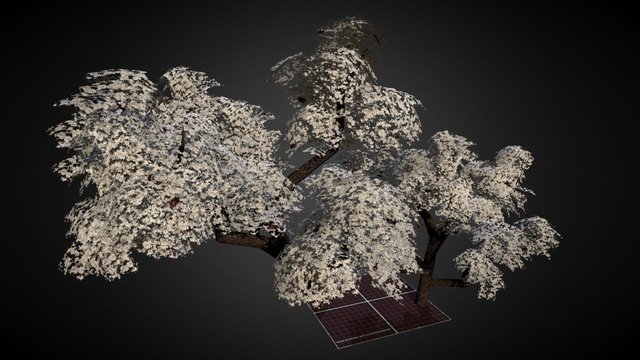 Cherry Trees 3D Model