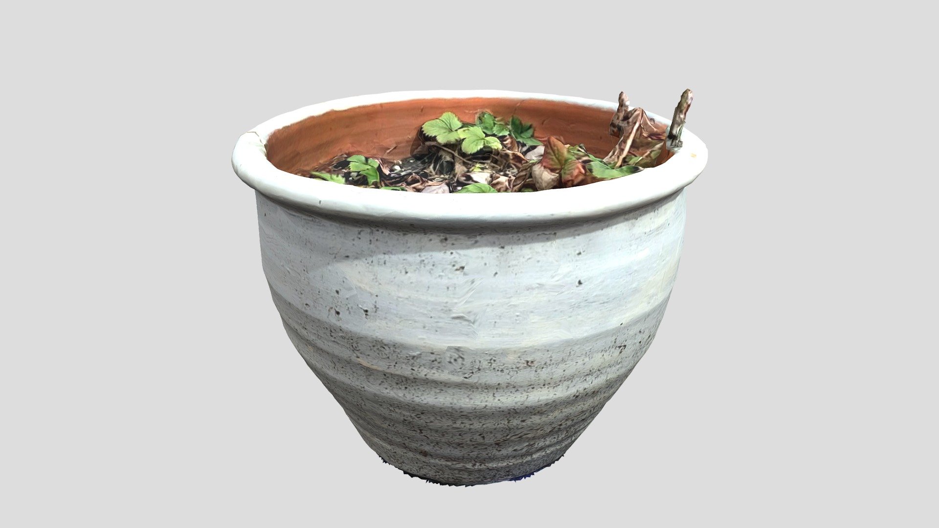 Pot