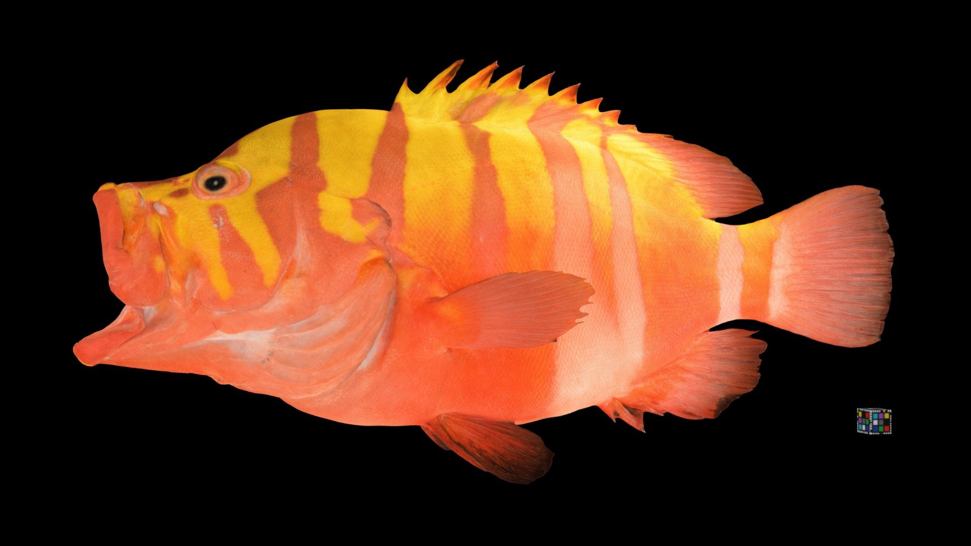 CC0 シマハタ 🐟 Neptune Grouper, C. igarashiensis - Download Free