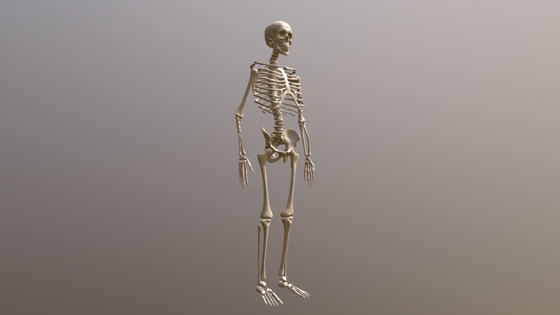 human skeleton 3d model maya free download
