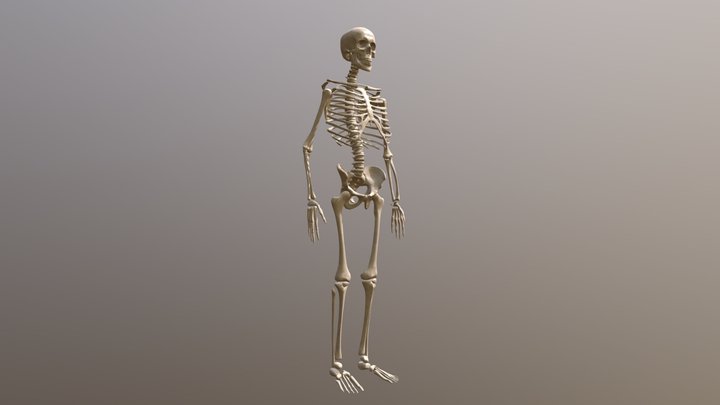 Human skeleton 3D Model