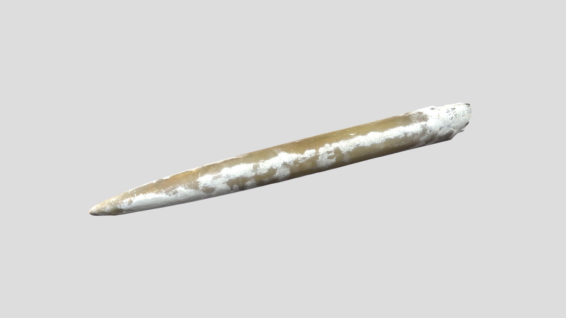 Unknown Fossil