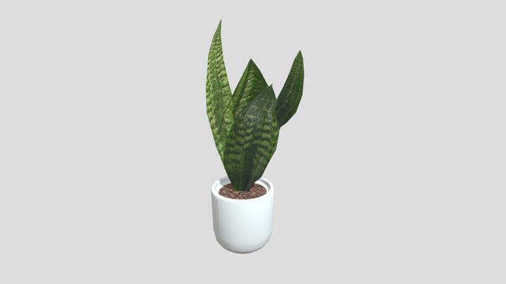 Snake Plant 3D Model