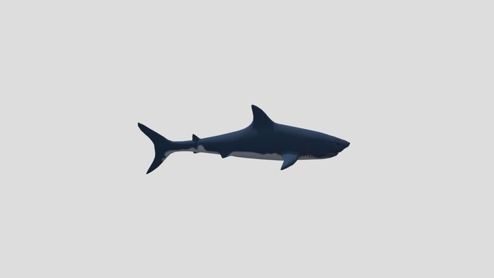 Shark Model 3D Model