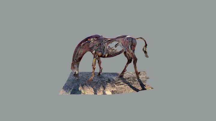 Iron horse cropped 3D Model