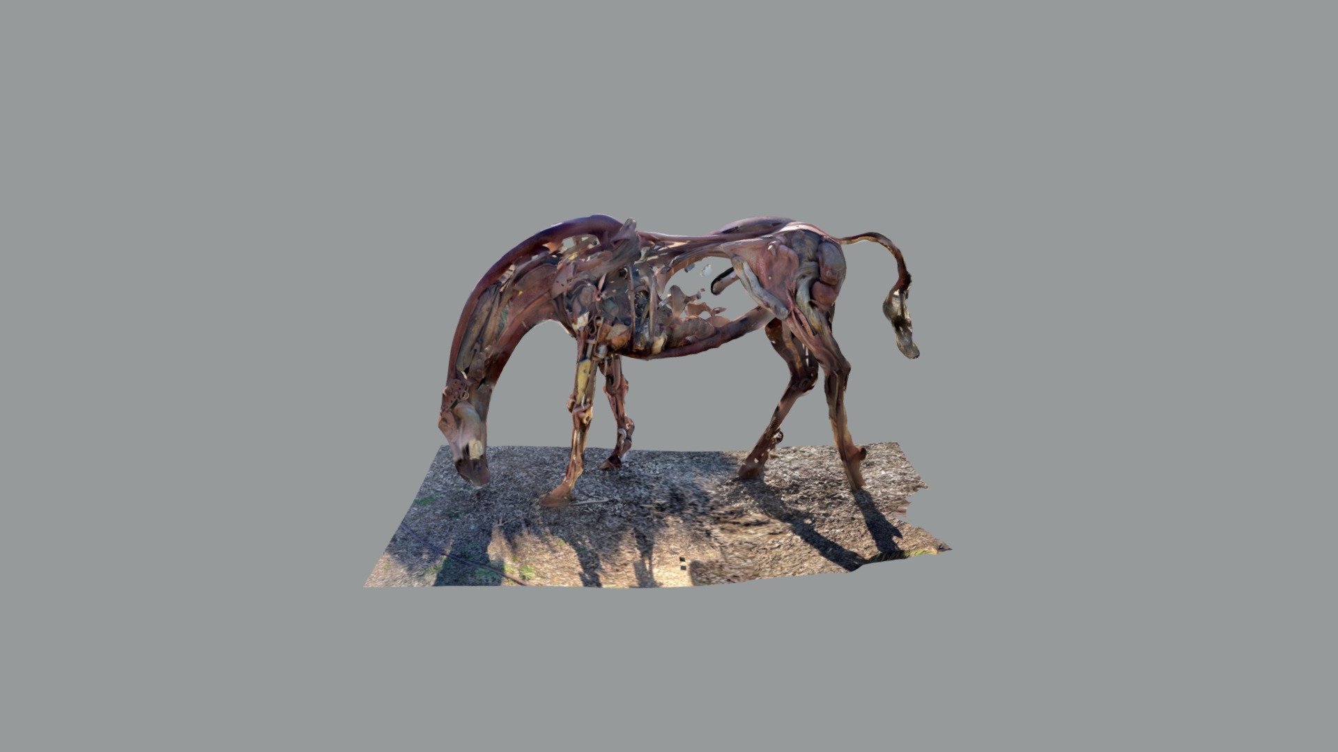 Iron horse cropped