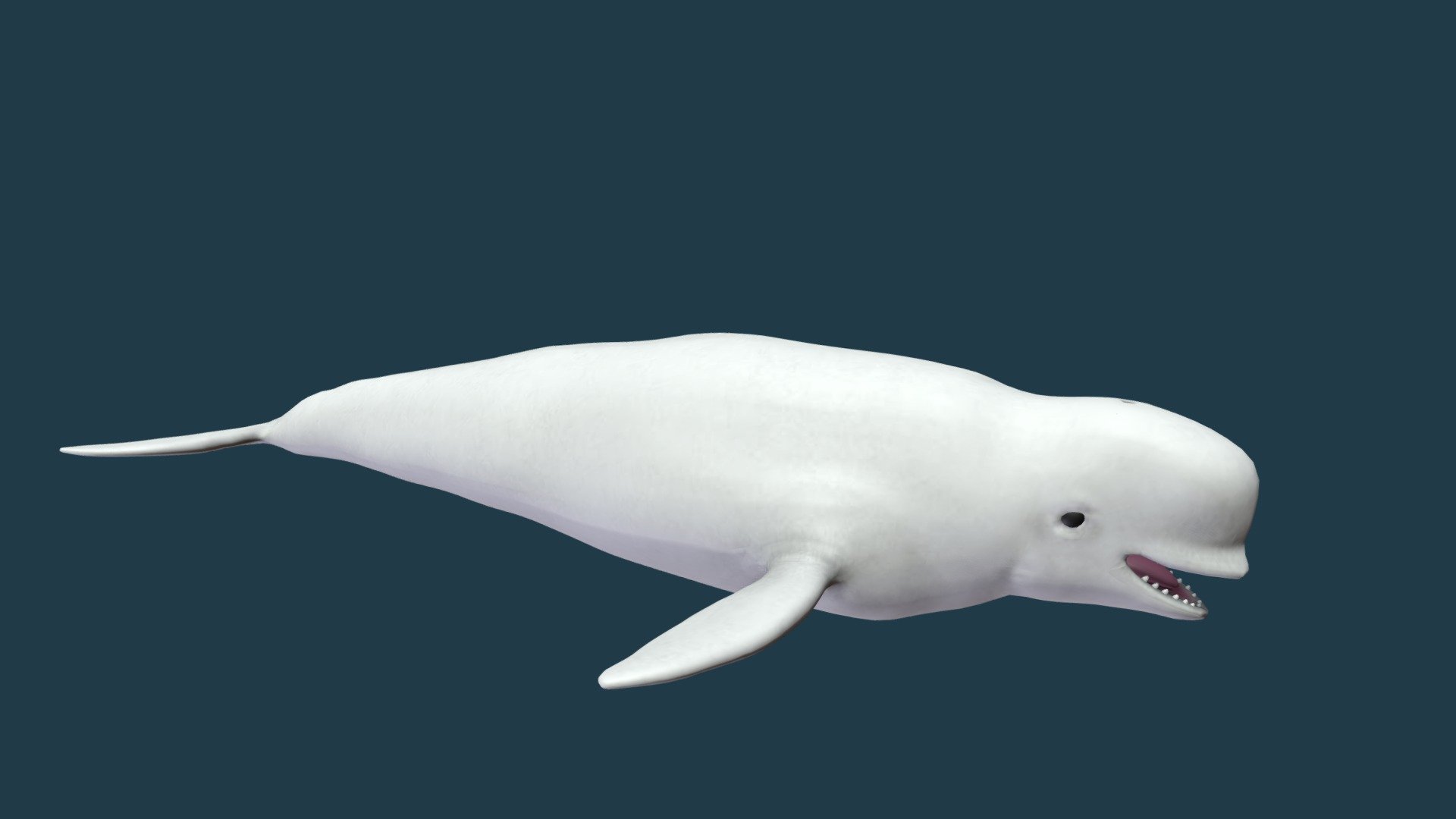 Beluga HD Wallpapers and Backgrounds