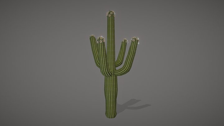 Saguaro Cactus (Carnegiea gigantea) (Flowering) 3D Model