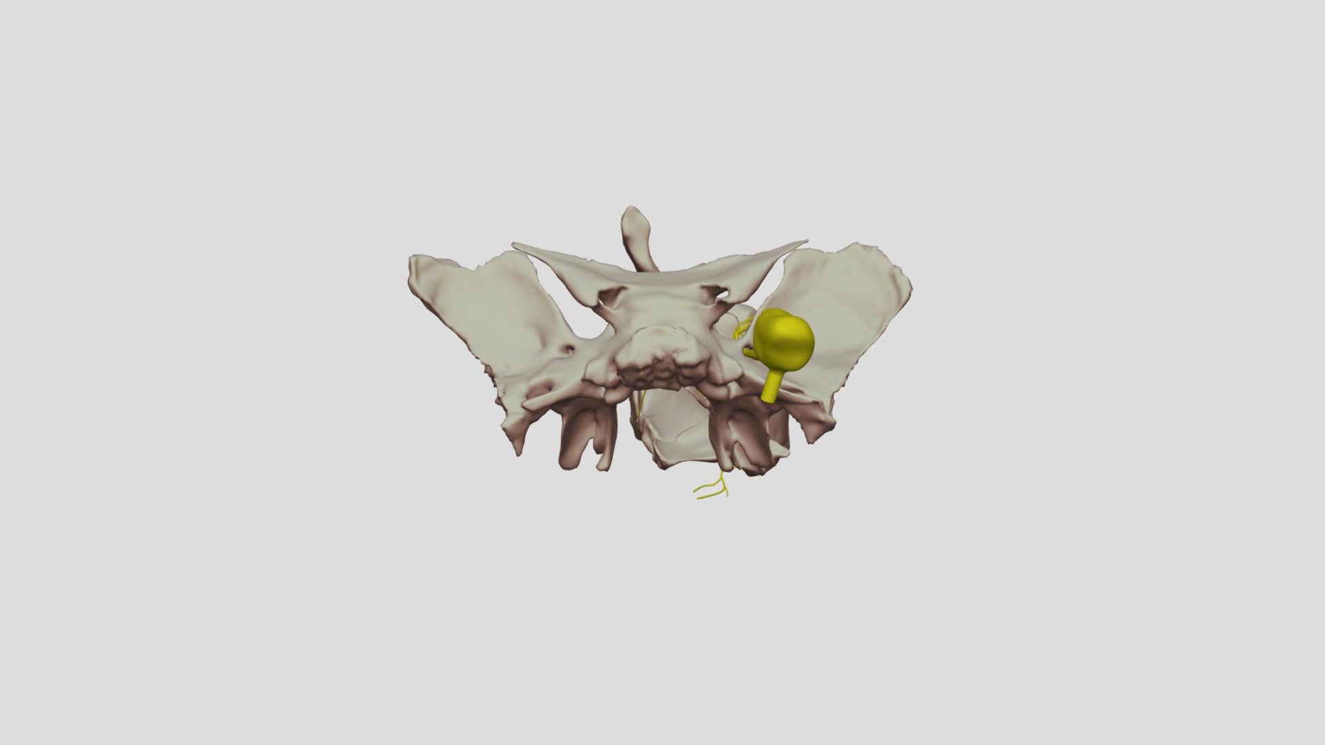 Posterior Superior Alveolar Nerve Exterior