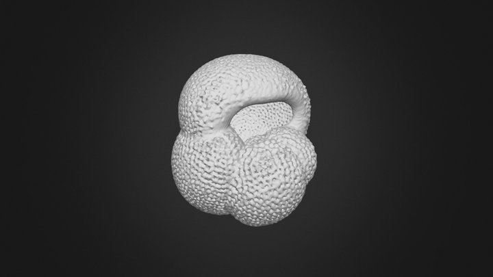 Pulleniatina obliquiloculata2_no cortex 3D Model