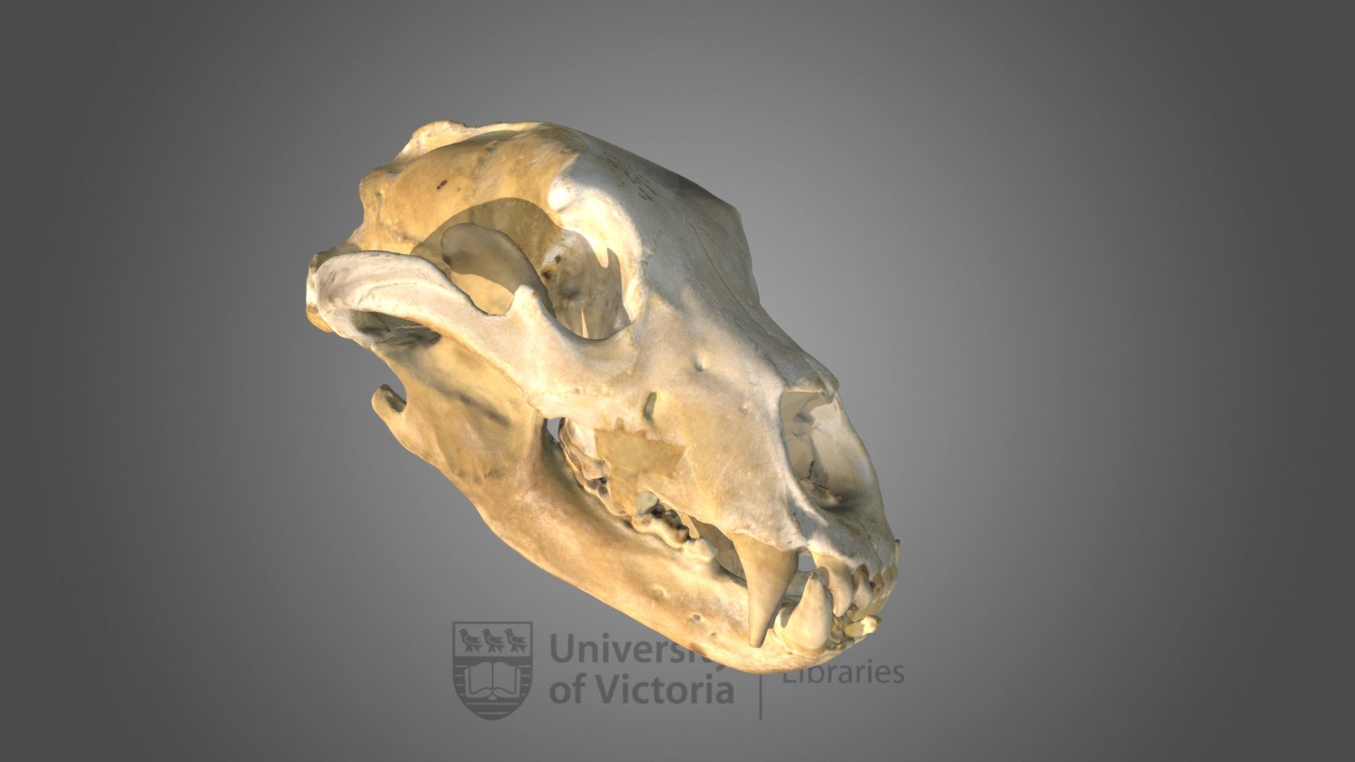 Grizzly Bear skull, specimen #9