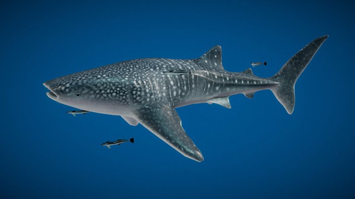 Rhincodon_typus 3D Model