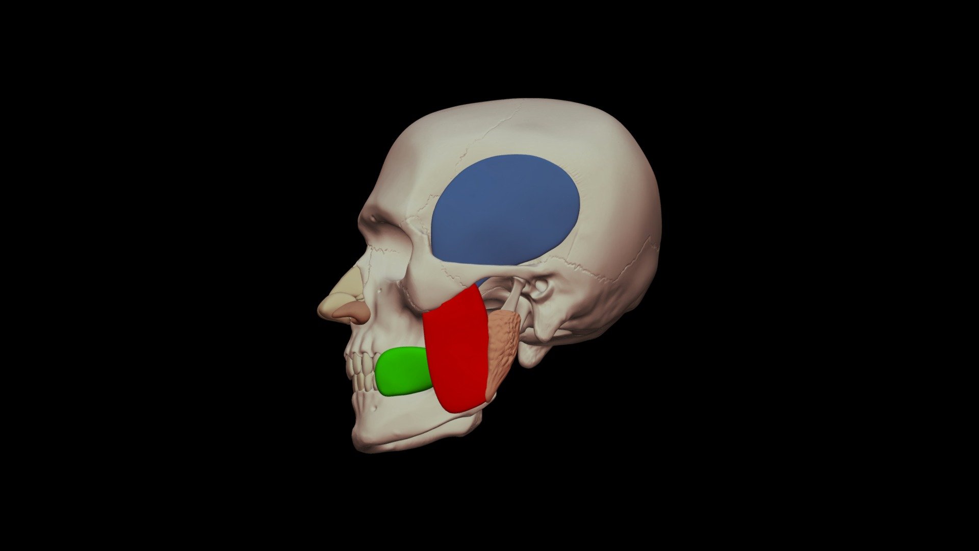 Muscles of Mastication w Parotid Gland - 3D model by Digital Ecorche ...