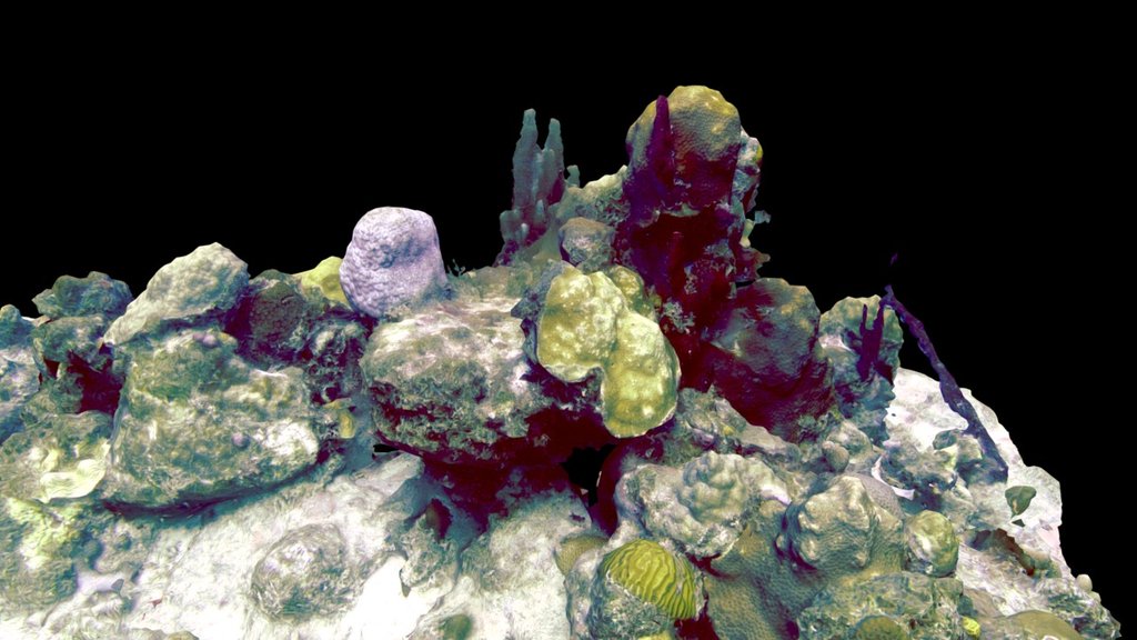 Coral Habitat Complexity: Black Point 09/14/16