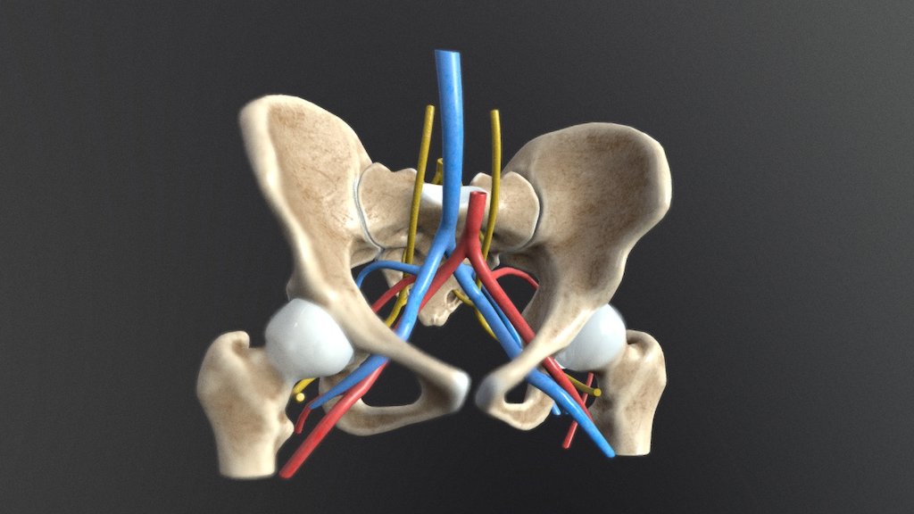 female pelvis bones anatomy