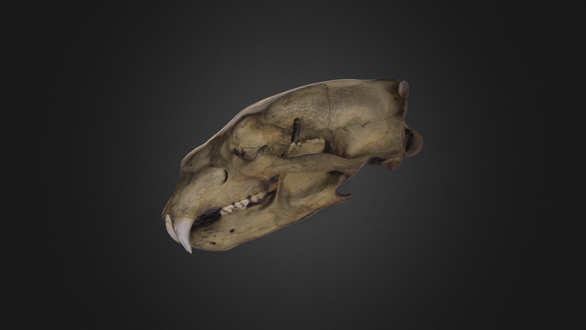 Polar bear skull